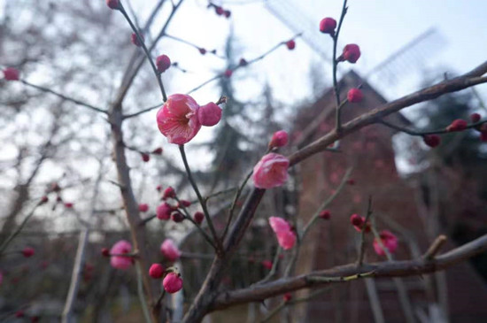 雨水降，萬(wàn)物蘇(圖1)
