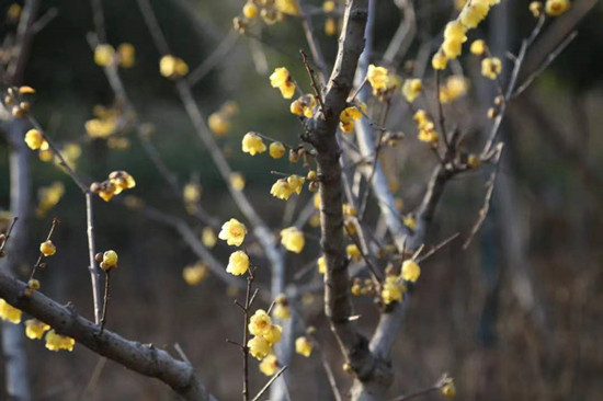 雨水降，萬(wàn)物蘇(圖2)