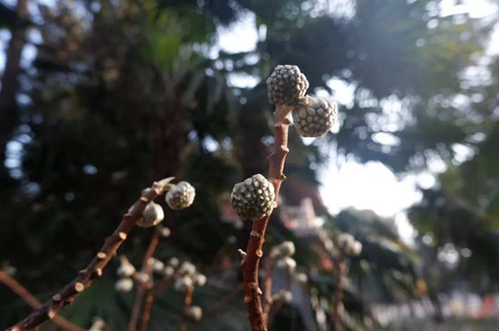 雨水降，萬(wàn)物蘇(圖4)